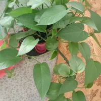 پتوس زیبا|گل و گیاه طبیعی|بیرجند, |دیوار