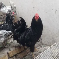 تخم مرغ گلین ریشو طوسی خال سوزنی