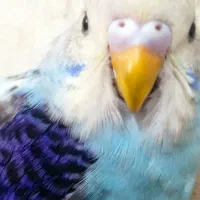 فنچ مرغ عشق