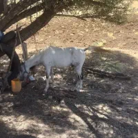 اسب|حیوانات مزرعه|کلاترزان, |دیوار