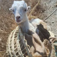 بزغاله فروشی