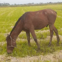 اسب ۲سال سواری