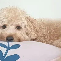 فروش توله پودل 6 ماه و نیمه