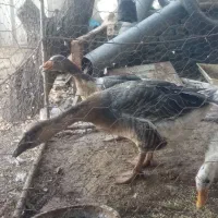 قو قاز نر و غاز محلی ماده و یک عدد اردک نر رایگان|حیوانات مزرعه|هریس, |دیوار