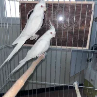 عروس هلندی البینو و دوکت مولد|پرنده|تهران, تهرانسر شمالی|دیوار