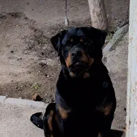 سگ رودفایلر ماده