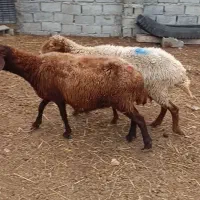 گوسفند ولز با بزغاله|حیوانات مزرعه|نکا, |دیوار