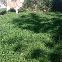 گم شده|حیوانات|خمین, |دیوار