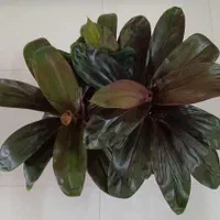 گل آپارتمانی کردلین بلک لوکس ۳بوته وسانسوریا۳ بوته