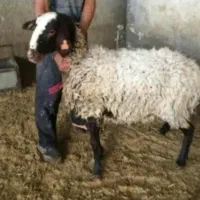 مرکز گوسفند‌زنده بره‌ نر و شیشک ۱ساله باقصاب