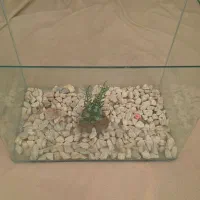 ماهی کوپی واکواریوم شیشه خم|ماهی|زنجان, |دیوار