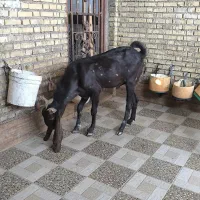 سه عدد بز نرمست گوش دراز ازنسلدوغلوزا|حیوانات مزرعه|خرمشهر, |دیوار