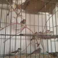 دوجفت نروماده الببنو و تعدادی فنج بالغ ونروماده|پرنده|شهرضا, |دیوار