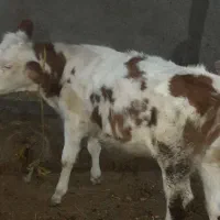 گوساله ماده