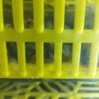 جوجه 1روزه بلدرچین|حیوانات مزرعه|گمیشان, |دیوار