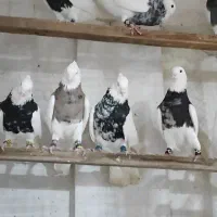 ۲رنگ حرفه ای