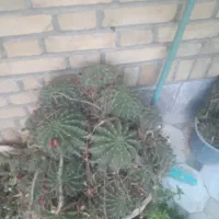 کاکتوس