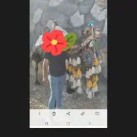 شتردوکوهان ماده