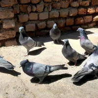 سبز ماده