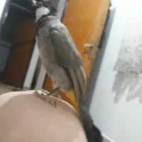 قناری نر دورشت