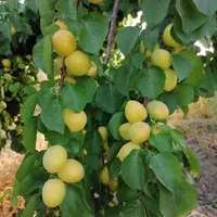 باغ شهری حاجی اباد نقش رستم