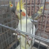 عروس جفت جوجه و کار