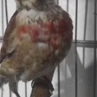 سهره قناری سینه سرخ عروس هلندی|پرنده|همدان, |دیوار