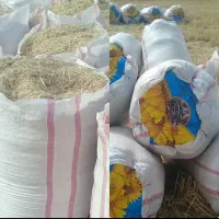 کاه خوشه گندم