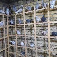 کبوتر پرنده|پرنده|قزوین, |دیوار