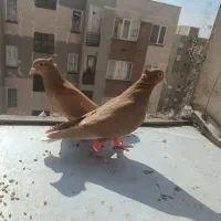 دو عدد زرد دم سفید ماده ، جوان