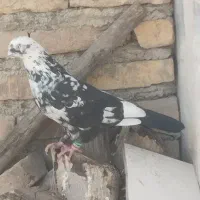 فروش سه کبوتر دو نر یک ماده