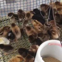 جوجه مرغ|حیوانات مزرعه|زرگرشهر, |دیوار