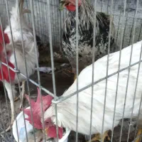 خروس|حیوانات مزرعه|مشهد, شهرک صنعتی توس|دیوار