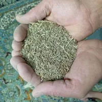 فروش زیره سبز