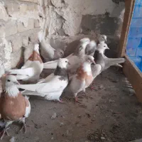 کبوتر طوقی|پرنده|کبودرآهنگ, |دیوار