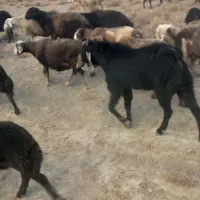 بزغاله نر وقوچ|حیوانات مزرعه|سمیرم, |دیوار