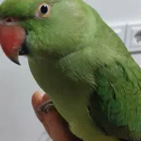 طوطی ملنگو سخنگو و رام|پرنده|قشم, |دیوار