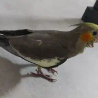 عروس هلندی ماده|پرنده|کرج, حسن آباد|دیوار