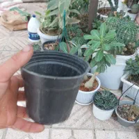 گلدان
