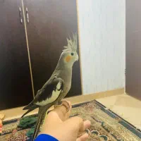 سه تا عروس هلندی  دستی