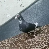 پلنگ ماده