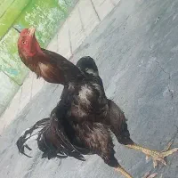 تعدای مرغ وخروس لاری