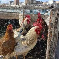 مرغ خروس کردی