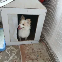 سگ پامر اشپیتز