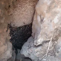 عسل طبیعی کوهی|خوردنی و آشامیدنی|اهواز, کوی باهنر|دیوار