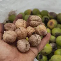 خرید گردو سردرختی و اجاره ای و دانه ای