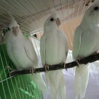 عروس هلندی|پرنده|شیروان (خراسان), |دیوار