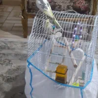 دو عدد طوطی عروس هلندی نر زیبا|پرنده|رشت, سعدی (تختی)|دیوار