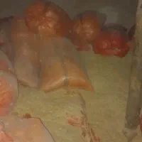 کاه گندم دیم درجه یک کاه دستگاه  خرمن کوب هست