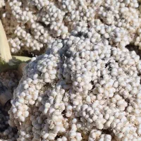 ذرت واسه ارد خوراک دام|لوازم جانبی حیوانات|ریگ ملک, |دیوار